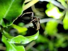 Socca pustulosa