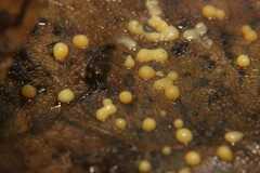 Myxomycetes