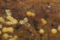 Myxomycetes