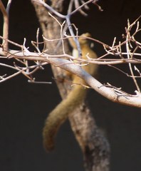 Paraxerus cepapi cepapi