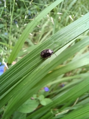 Adomerus triguttulus