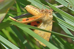 Diacrisia purpurata