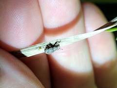 Chalepistes spermophilus