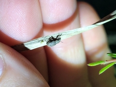 Chalepistes spermophilus