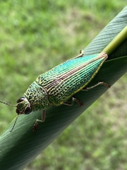 Psiloptera attenuata