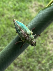 Psiloptera attenuata