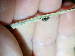 Chalepistes spermophilus