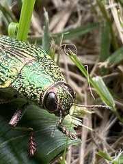 Psiloptera attenuata