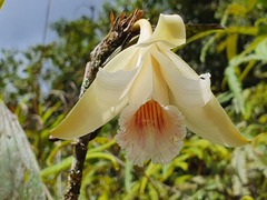Sobralia klotzscheana