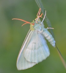Geometra papilionaria