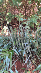 Sansevieria trifasciata