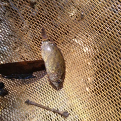 Nandus nebulosus