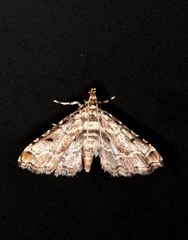 Lathrotelinae