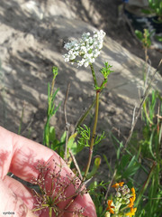 Dasispermum perennans