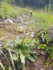 Hypochaeris maculata