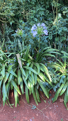 Agapanthus praecox