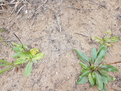 Hypochaeris maculata