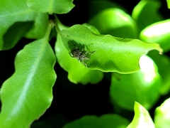 Chalepistes spermophilus