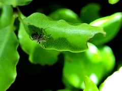 Chalepistes spermophilus