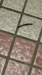 Scolopendra subspinipes