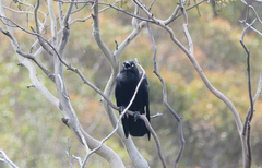 Corvus tasmanicus