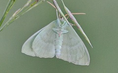 Geometra papilionaria