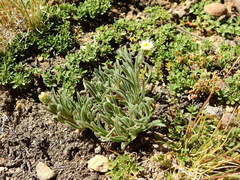 Erigeron leptopetalus