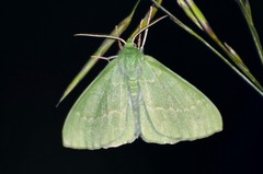 Geometra papilionaria