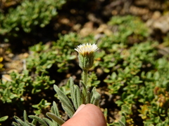 Erigeron leptopetalus