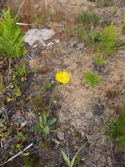 Hypochaeris maculata