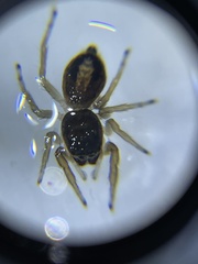 Philaeus chrysops