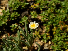 Erigeron leptopetalus
