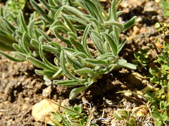 Erigeron leptopetalus