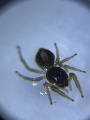 Philaeus chrysops