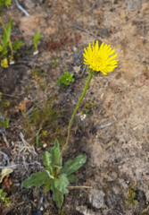 Hypochaeris maculata