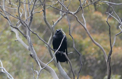 Corvus tasmanicus