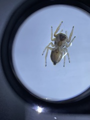 Philaeus chrysops