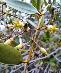 Parsonsia
