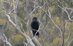 Corvus tasmanicus