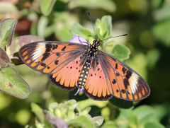 Acraea petraea