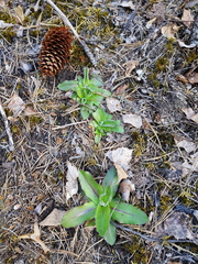 Hypochaeris maculata