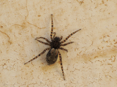 Arctosa perita
