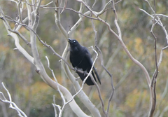 Corvus tasmanicus