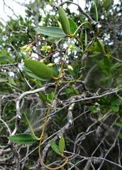 Parsonsia