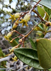Parsonsia