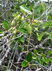 Parsonsia