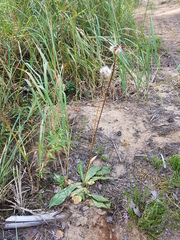 Hypochaeris maculata