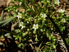 Arenaria serpens
