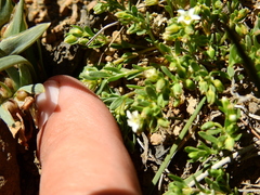 Arenaria serpens