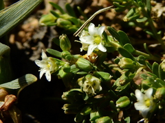 Arenaria serpens